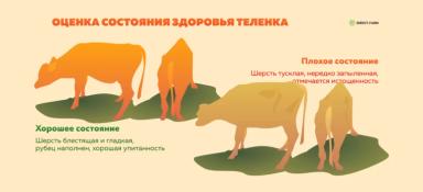 Оценка состояния здоровья теленка
