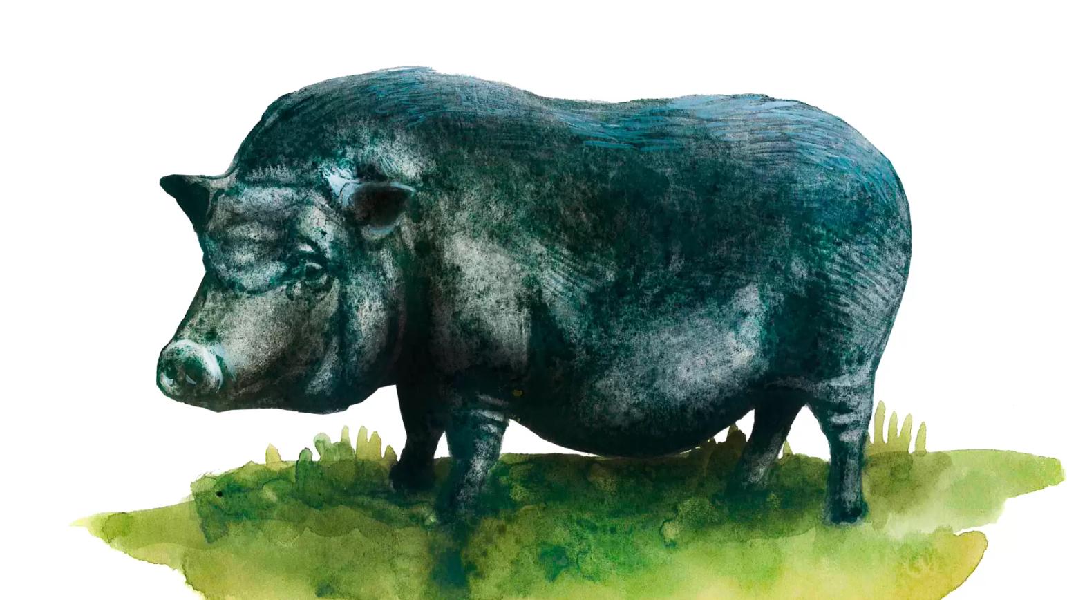 Вьетнамская вислобрюхая – порода свиней