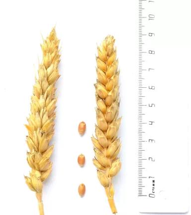 Амбар сорт мягкой озимой пшеницы
