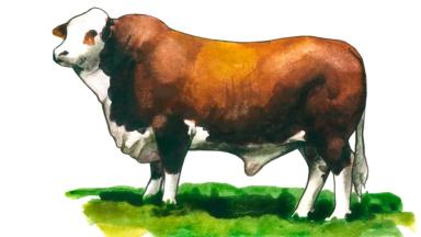 Салерская порода коров: описание, характеристики, содержание, разведение, отзывы