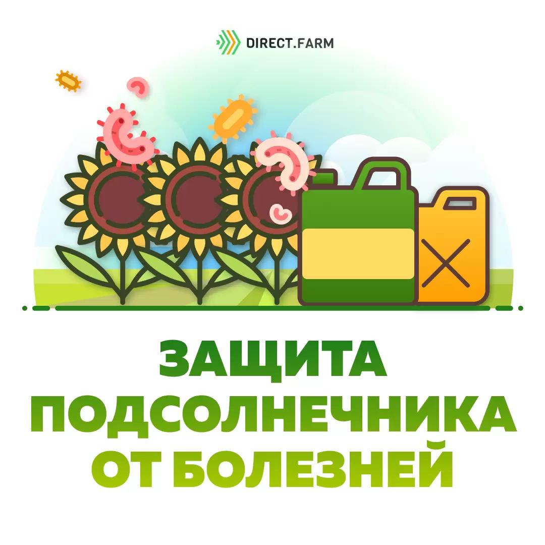 Как защитить подсолнечник от болезней?