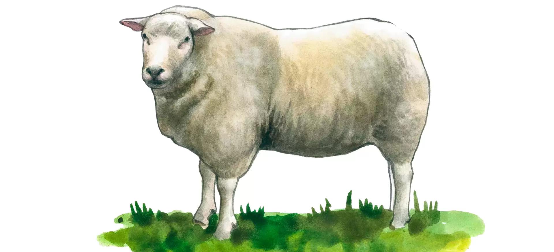 Свифтер – порода овец
