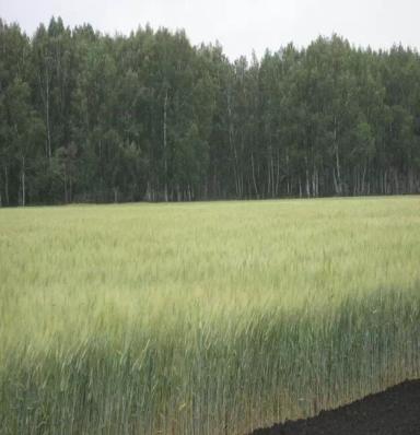 Омский изумруд сорт пшеницы твердой яровой