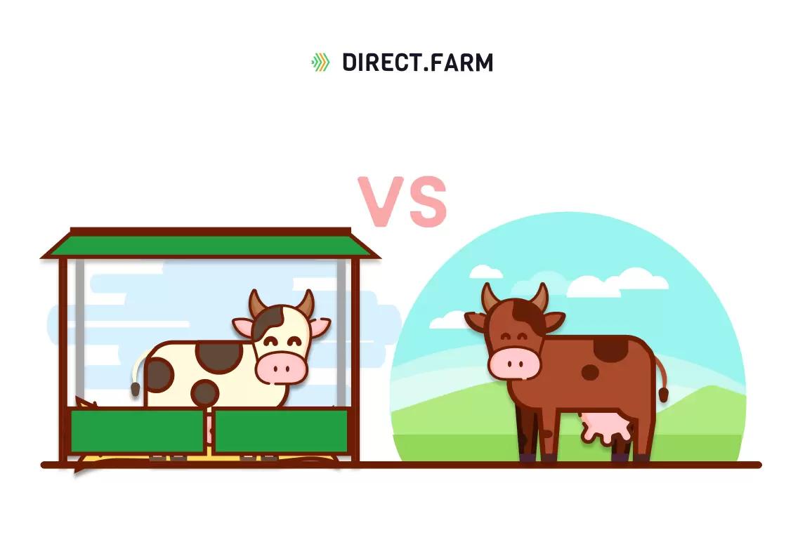 Где более уместно и выгодно содержать КРС?
