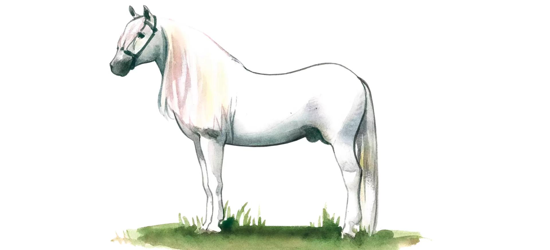 Андалузская порода