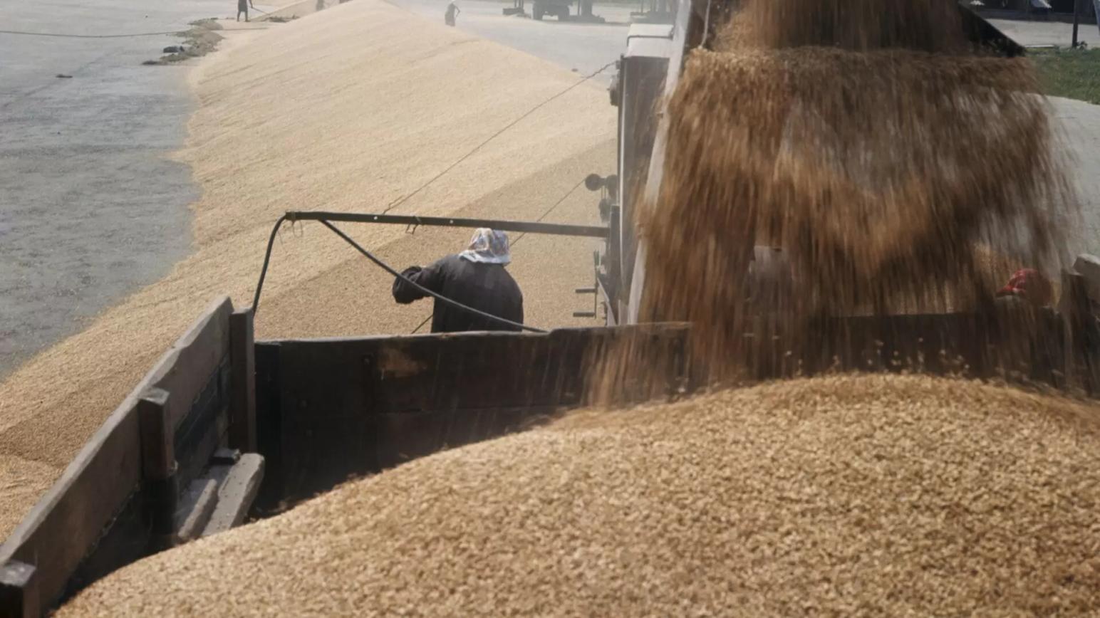 "Русагротранс": Россия может обновить рекорд по экспорту пшеницы в этом сезоне