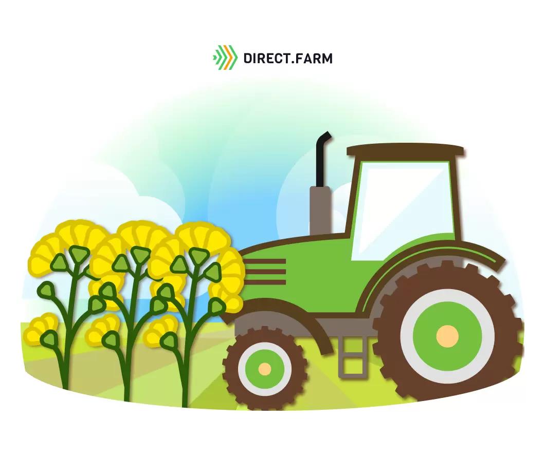 Посев ярового рапса на зеленый корм