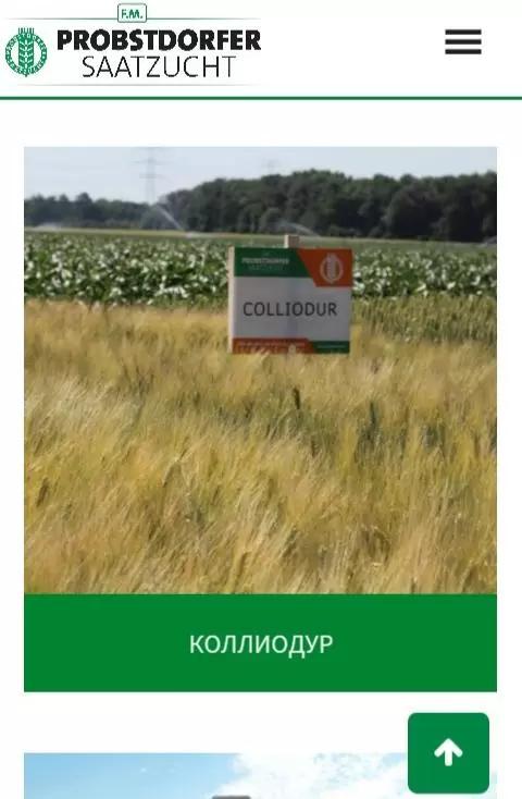 Твердая пшеница