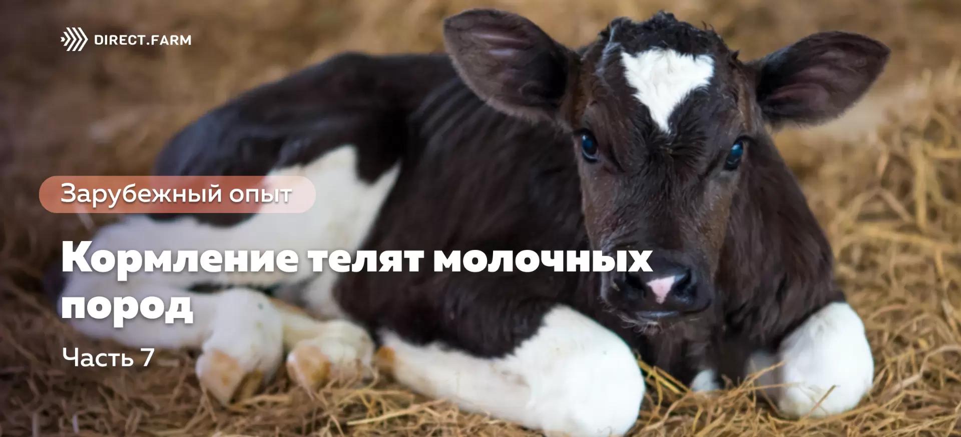 Кормление телят молочных пород. Часть 7. Выпойка слабых или больных телят