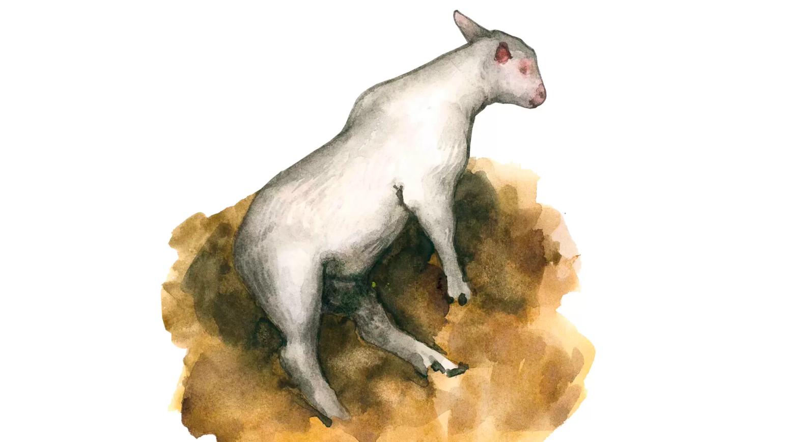 Гипокупроз (энзоотическая атаксия молодняка)