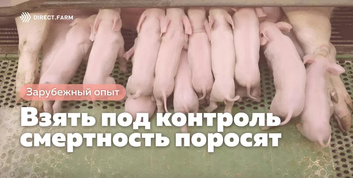 Взять под контроль смертность поросят