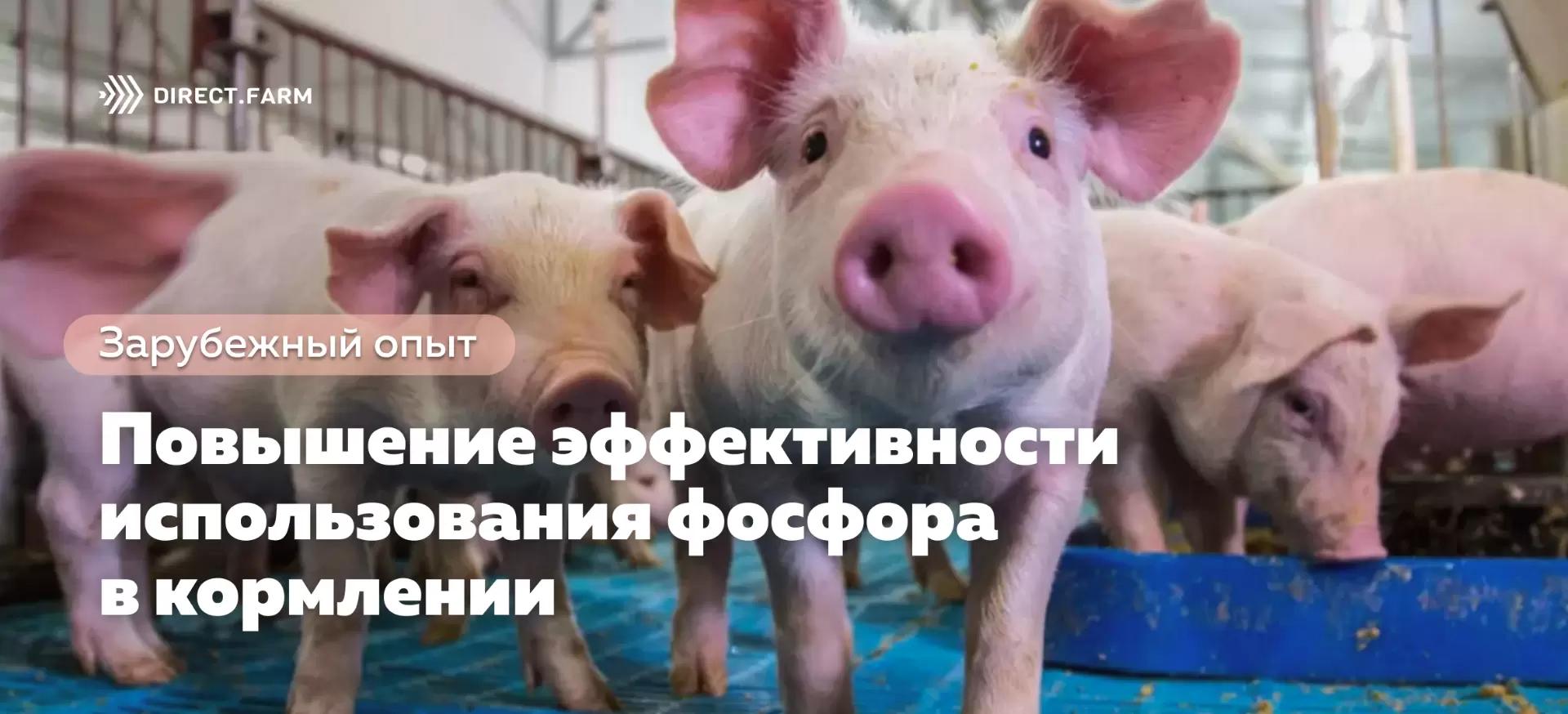 Эффективное использование фосфора продуктивными животными