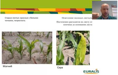 Особенности применения удобрений при возделывании кукурузы