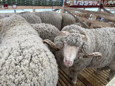Джалгинский меринос - порода овец