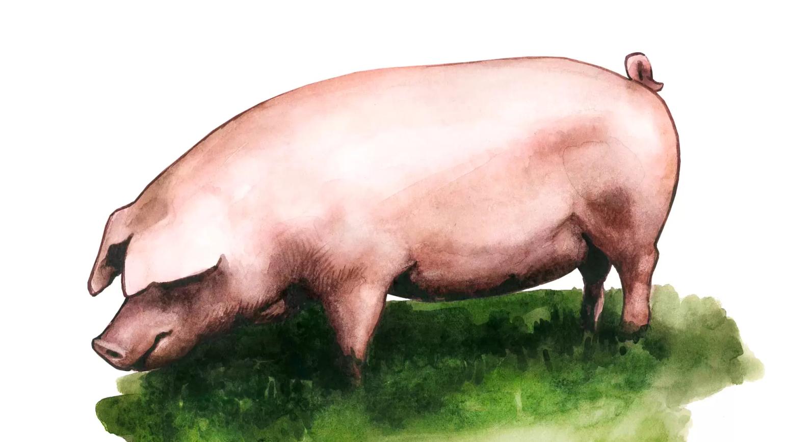 Длинноухая белая порода свиней (немецкая вислоухая, ландшвайн)