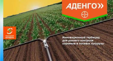Аденго® - гербицид для раннего контроля сорняков в посевах кукурузы
