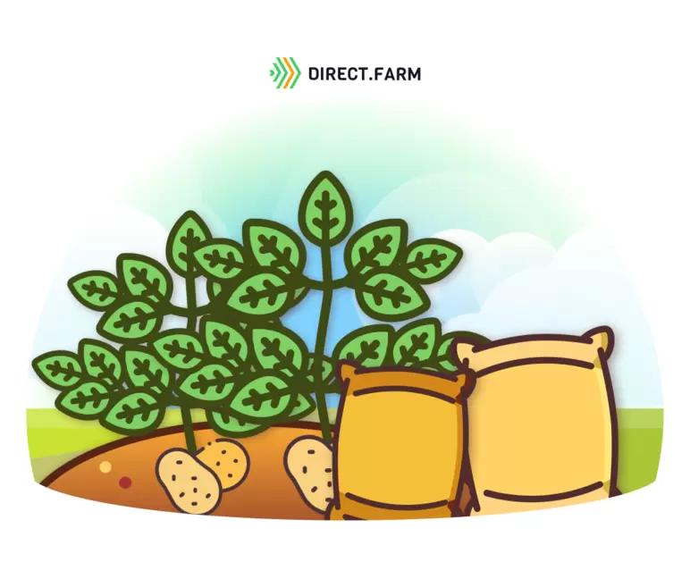 Удобрения под картофель