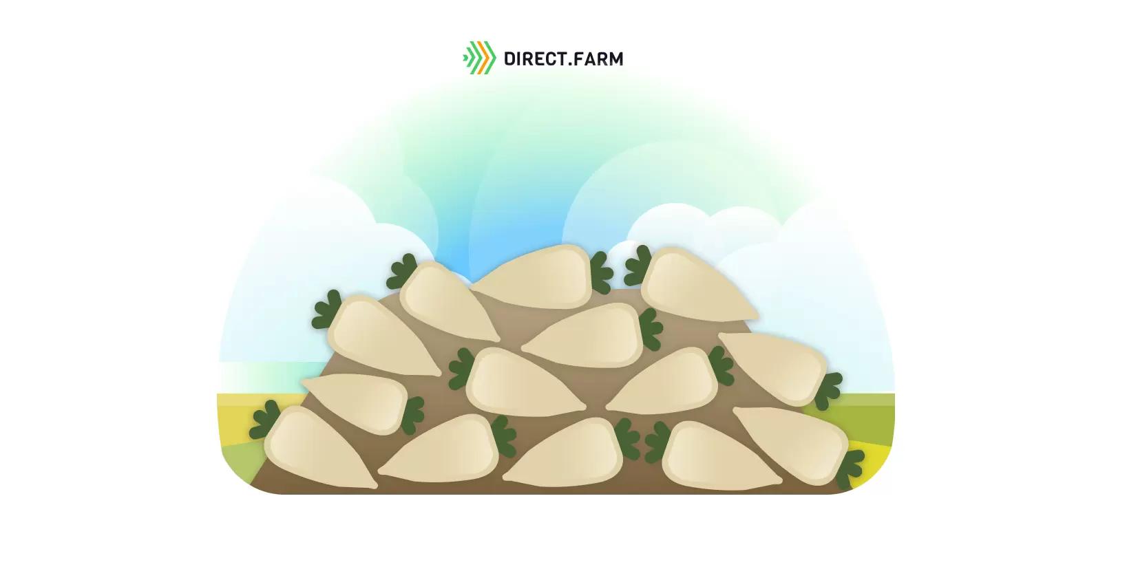 Хранение сахарной свеклы в кагатах