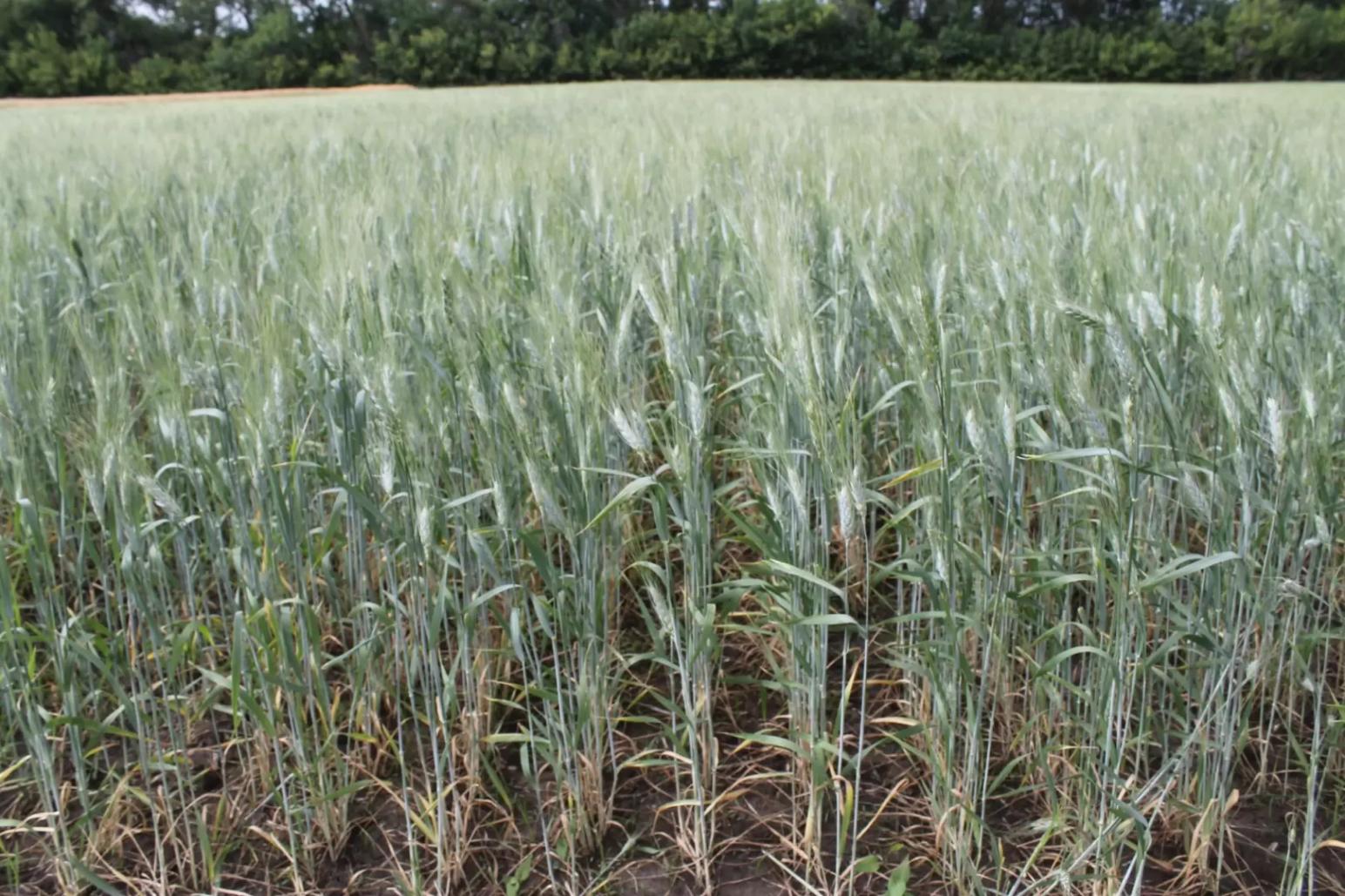 Роль биоты в обеспечении азотом злаковых культур