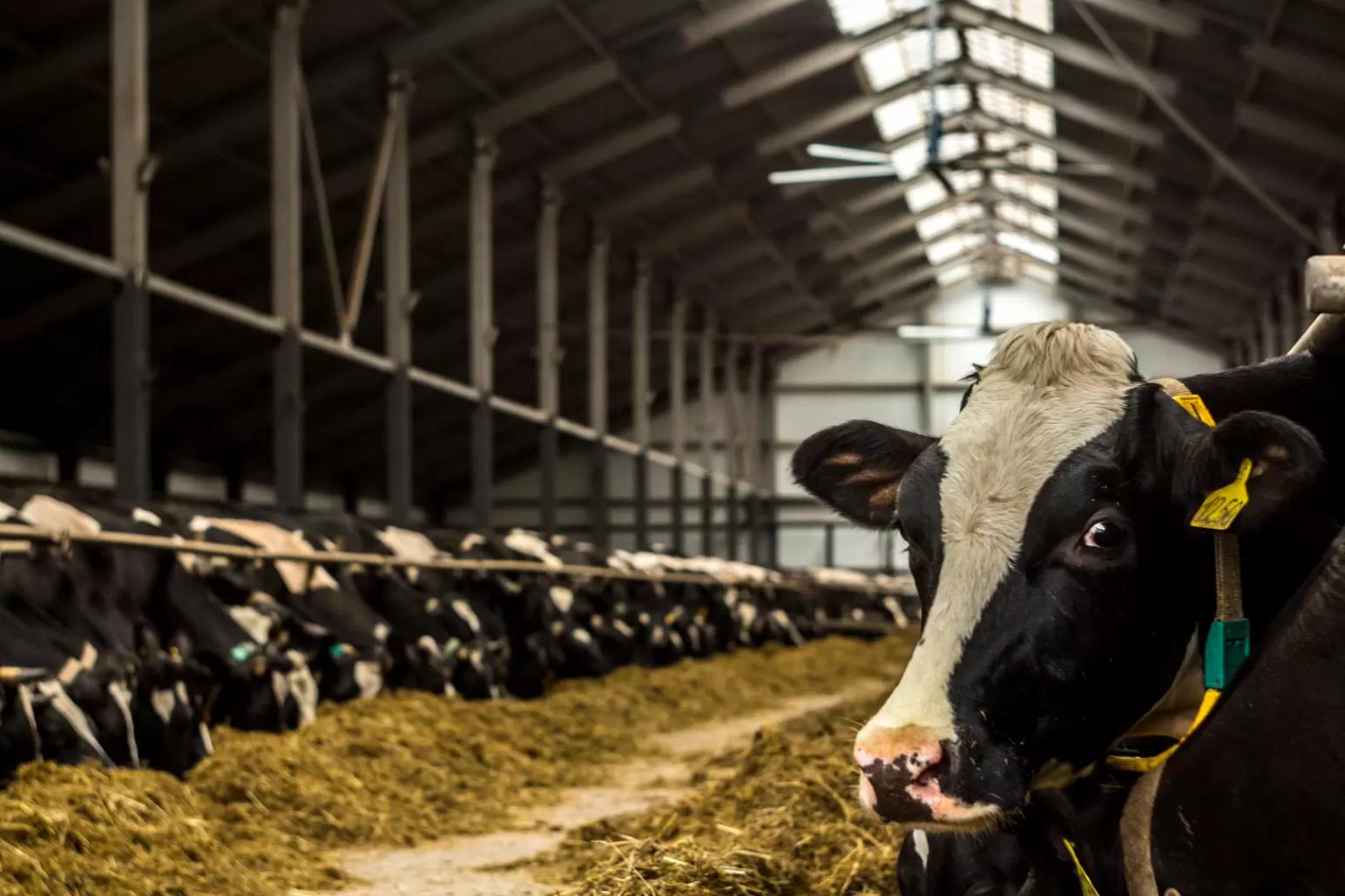 5 способов справиться с тепловым стрессом и охладить коров