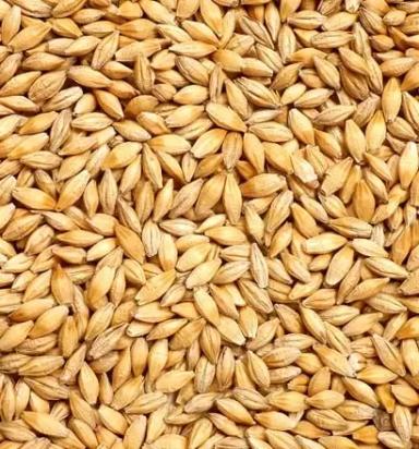 Ячмень Barley продовольственный/фуражный урожай 23/24г