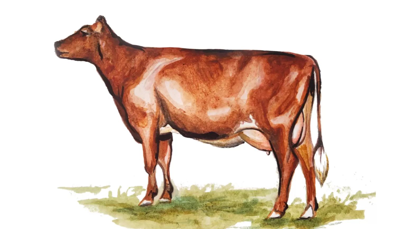 Красная датская порода коров