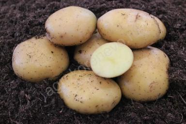 Садон ® - сорт картофеля (Solanum tuberosum L.). Среднеранний.