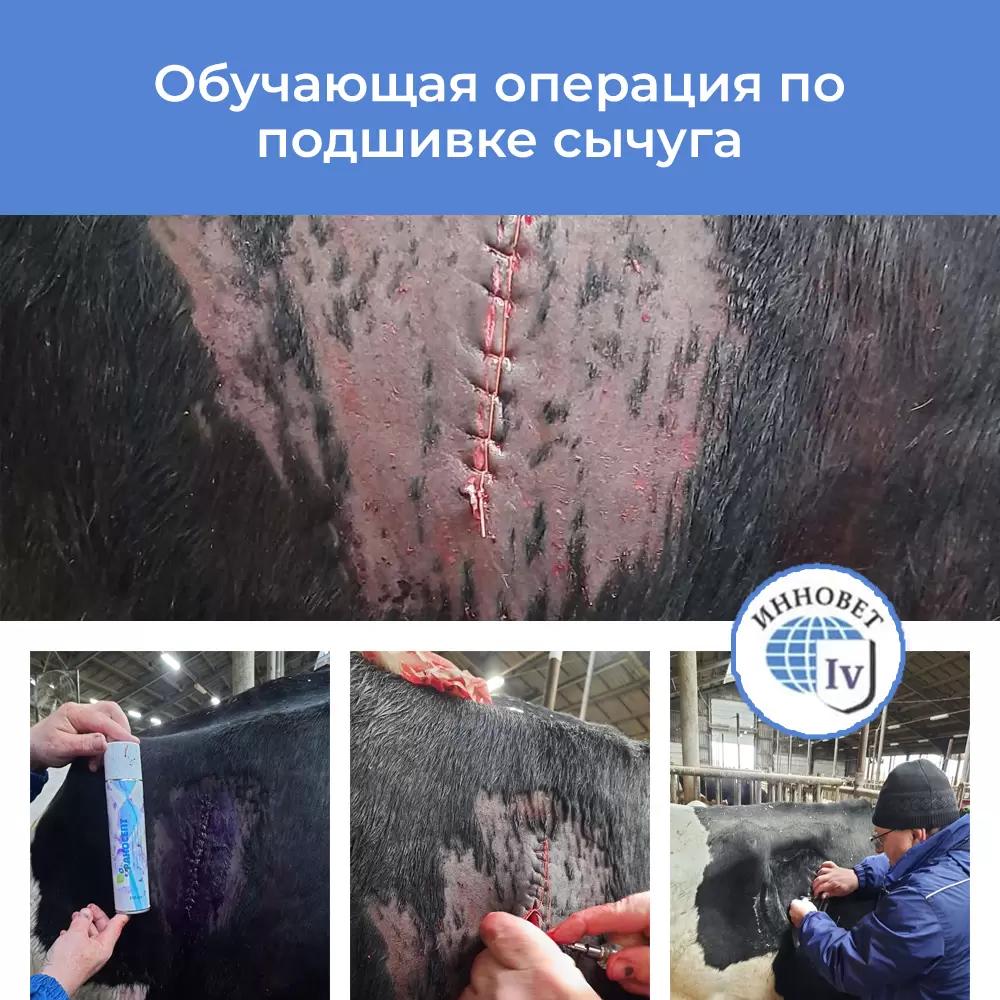 Обучающая операция по подшивке сычуга