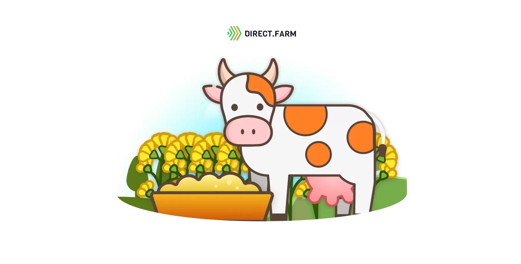 Кормление молочных коров рыжиком