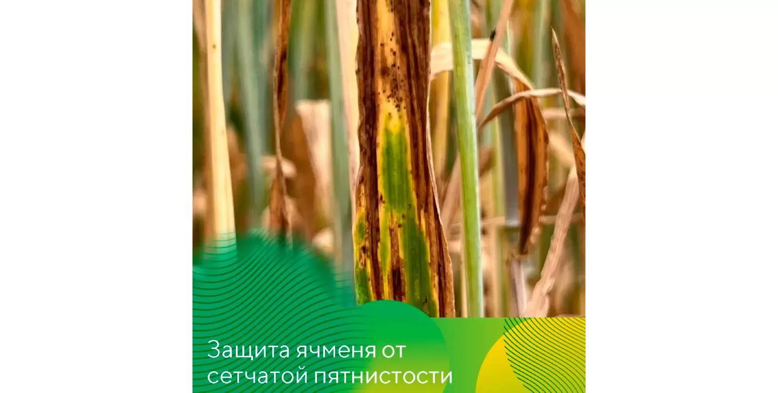 Фунгицид Ракурс® против сетчатой пятнистости ячменя