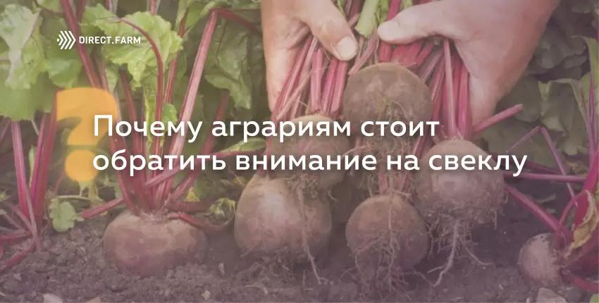 Почему аграриям стоит обратить внимание на свеклу