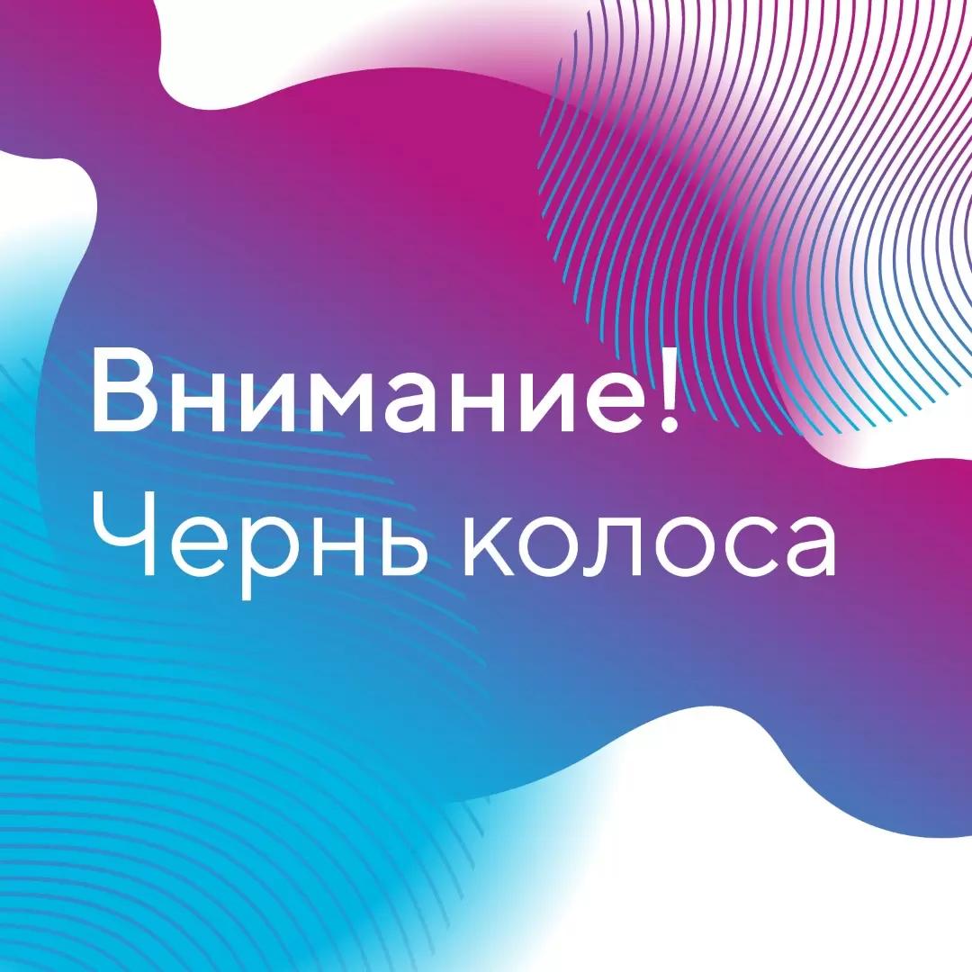 Чернь колоса зерновых культур – разбираем данное явление