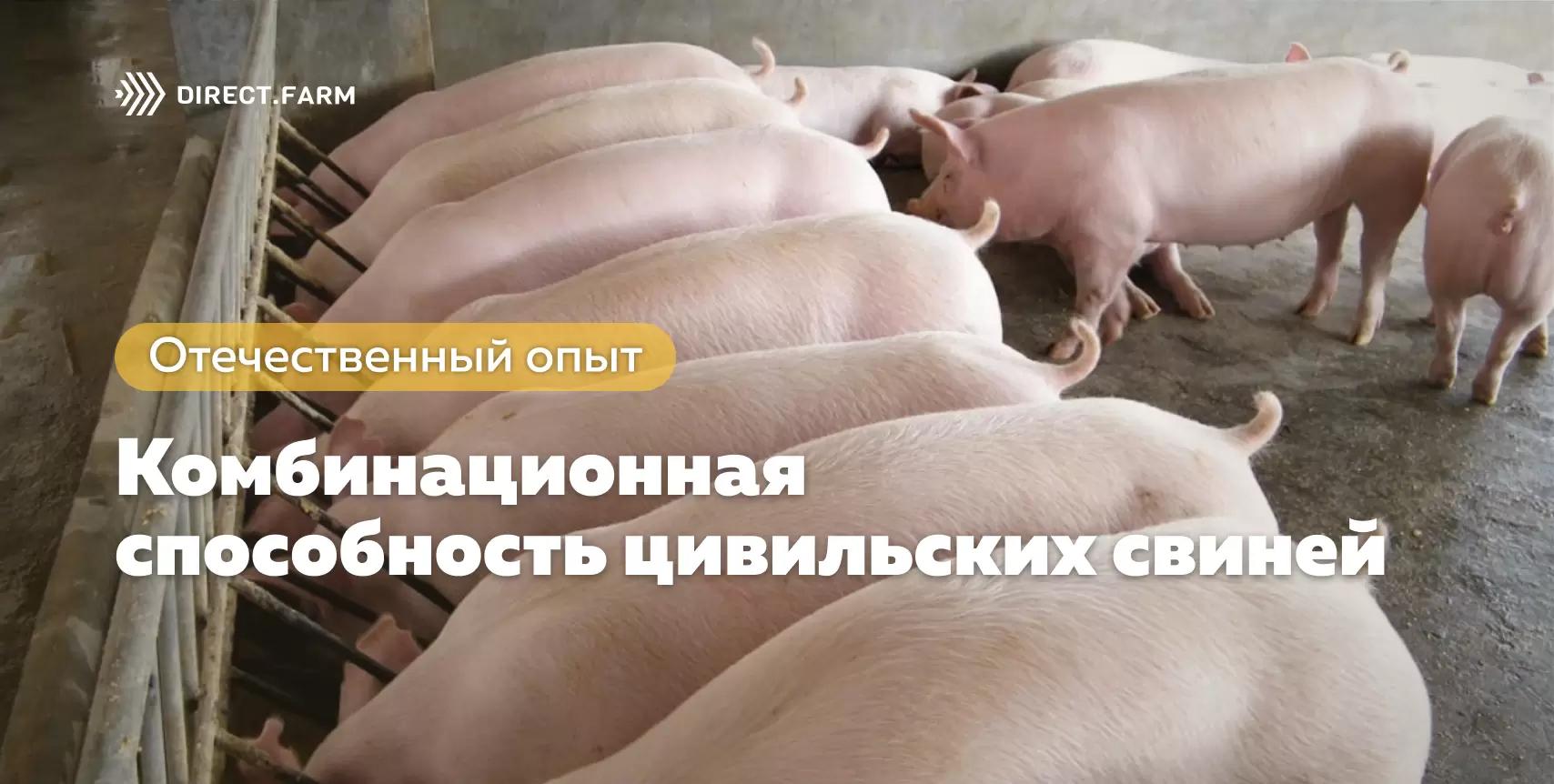 Комбинационная способность цивильских свиней и их использование в селекции