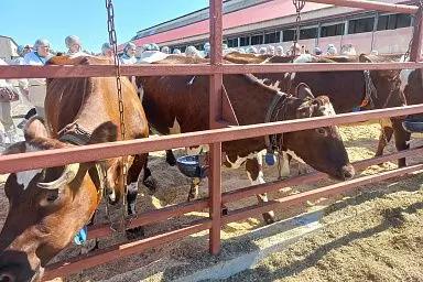 Значимое событие в сфере молочного животноводства произошло в Карелии🐮⚡