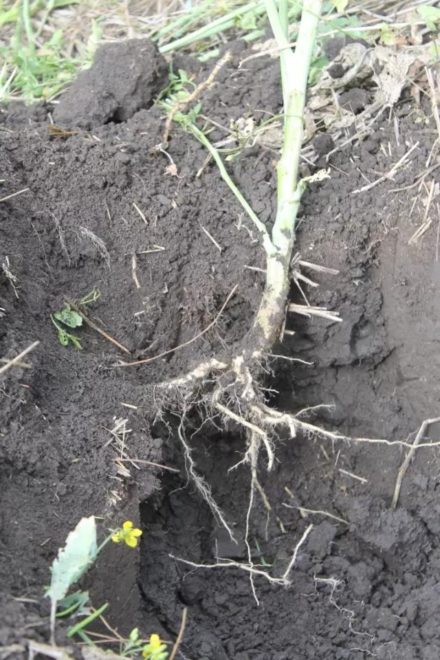 Понятие «здоровье почв» – от теории к практике