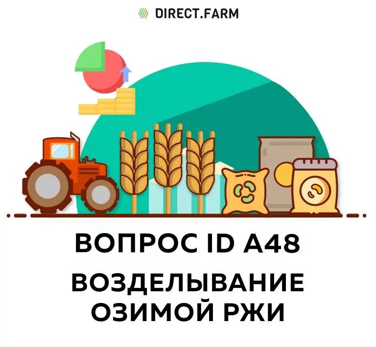 Как выращивать озимую рожь?