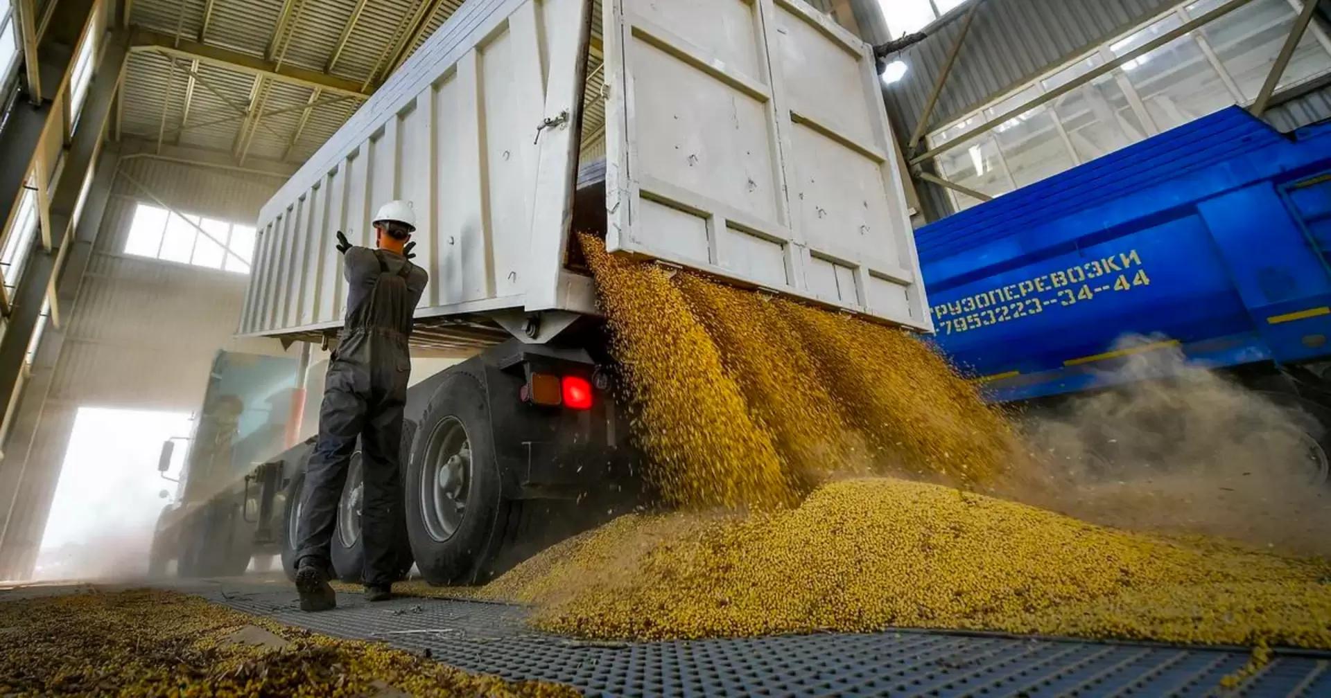 Цена фуражной пшеницы за год упала на 38%