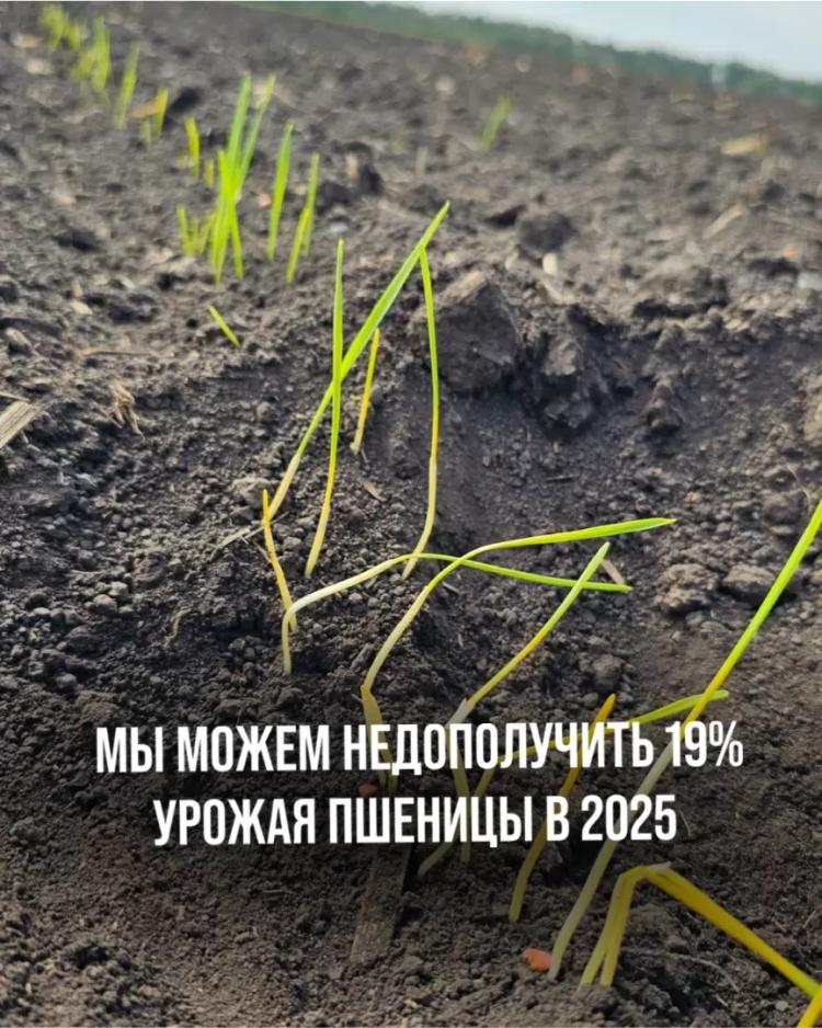 МЫ МОЖЕМ НЕДОПОЛУЧИТЬ 19% УРОЖАЯ ПШЕНИЦЫ В 2025г. ИЗ-ЗА ПОЧВЕННОЙ ЗАСУХИ