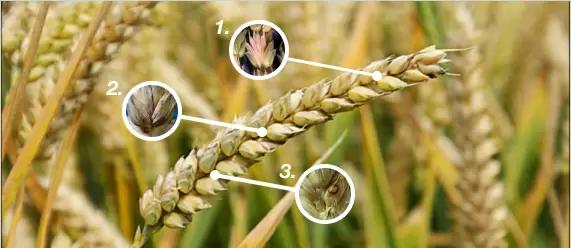 Опасность развития фузариоза колоса вновь возрастает