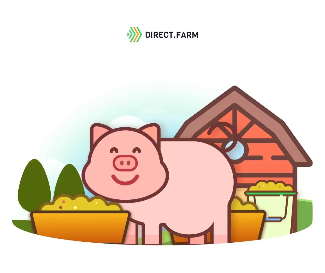 Кормление супоросных свиней