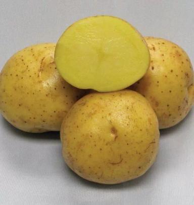 Коломба (COLOMBA) картофель