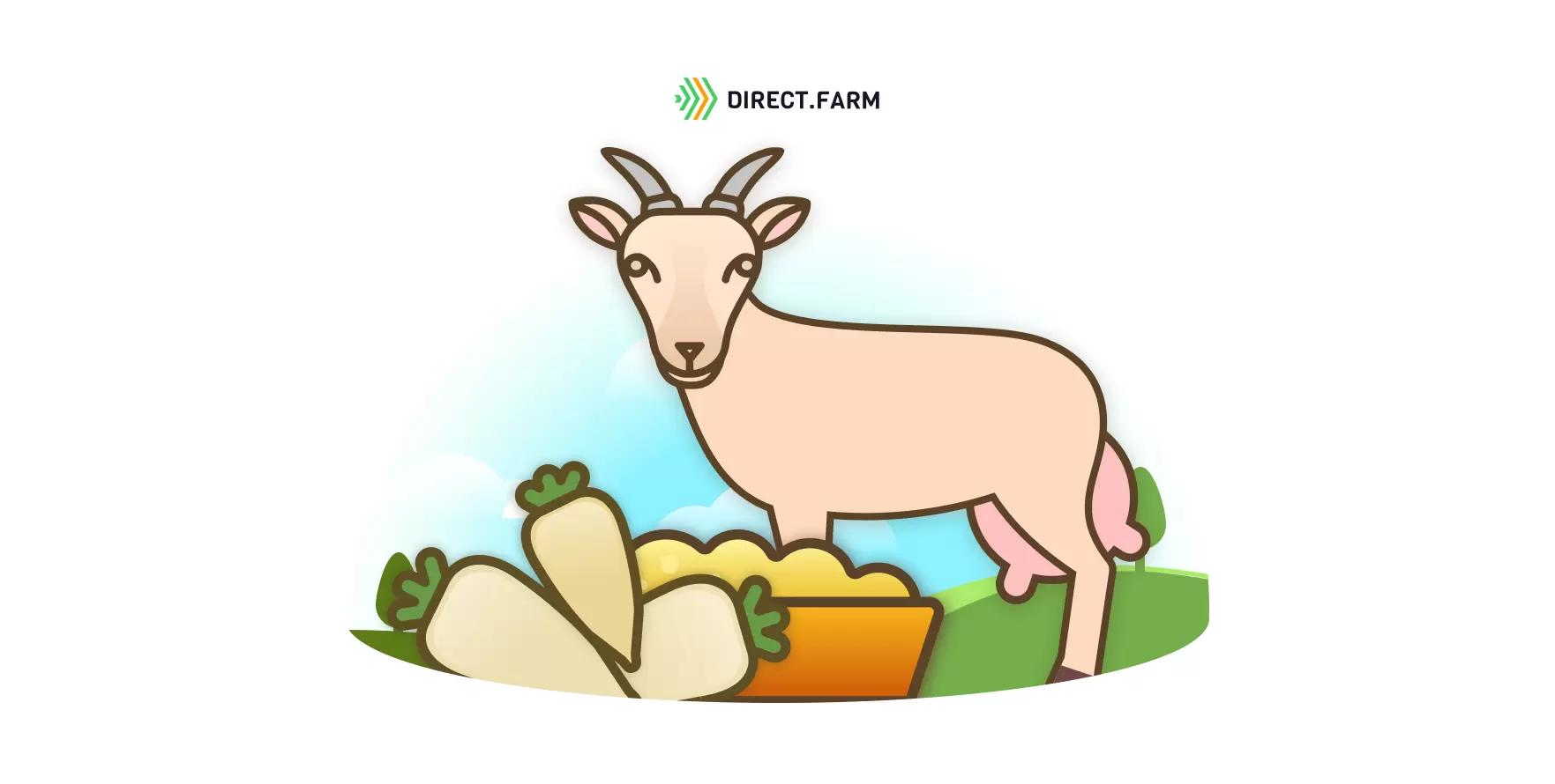 Кормовая свекла в рационе коз