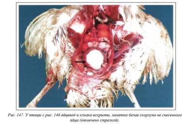 Вегад - Атлас болезней птицы. Ч. 31, 32. Нарушение яйцекладки. Аммиак