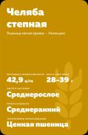 Челяба степная