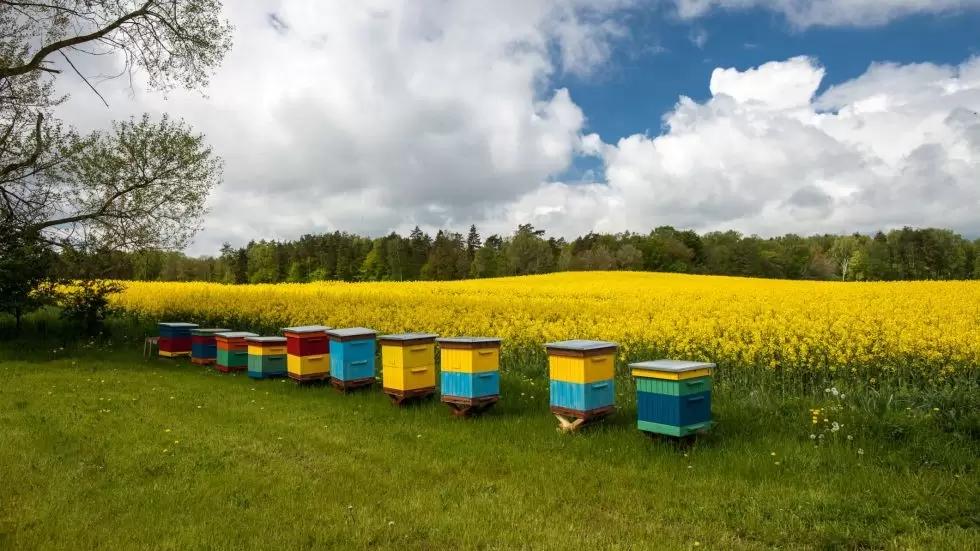 В России предложили изменить сроки уведомления об обработке полей пестицидами