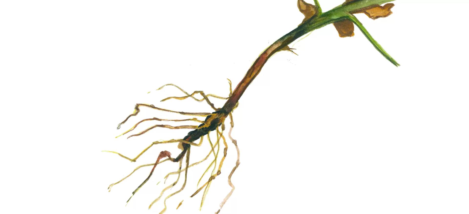 Фузариозная корневая гниль гороха