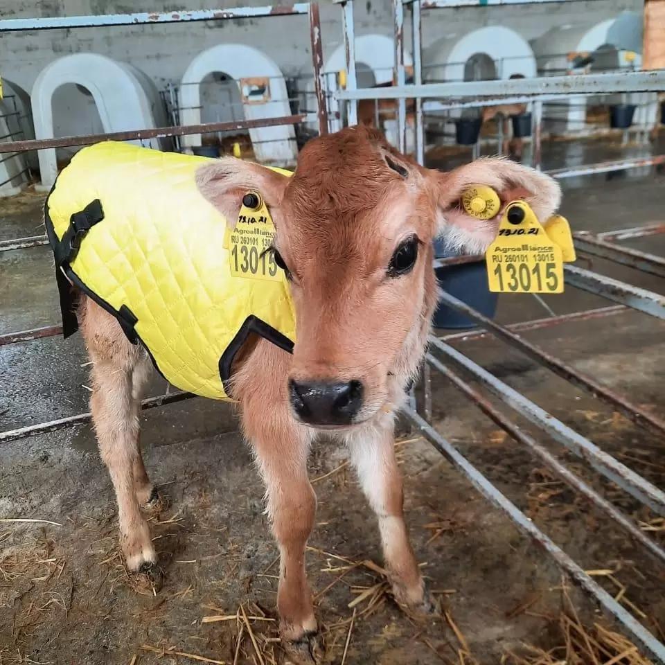 Попоны для телят на заказ