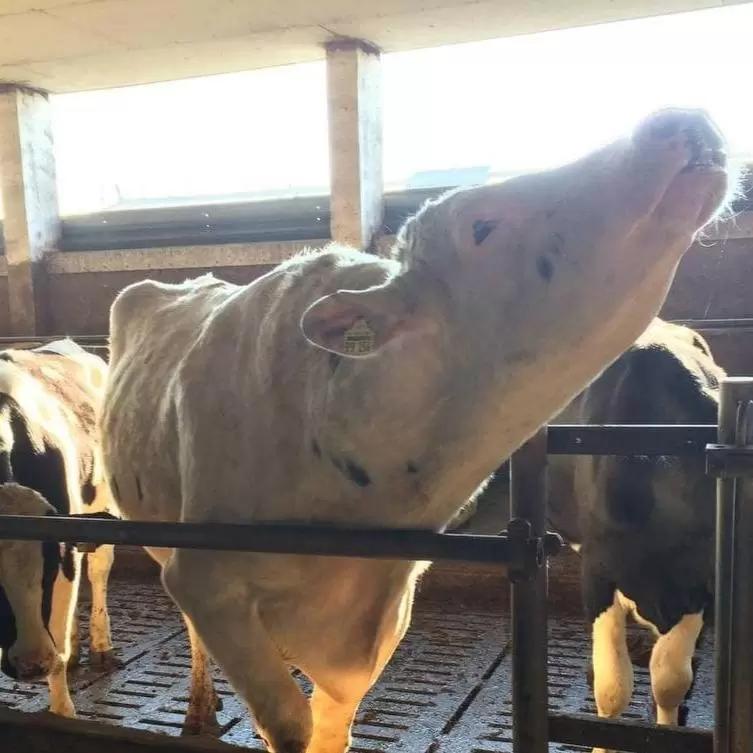 Влияние гормональной терапии на здоровье печени