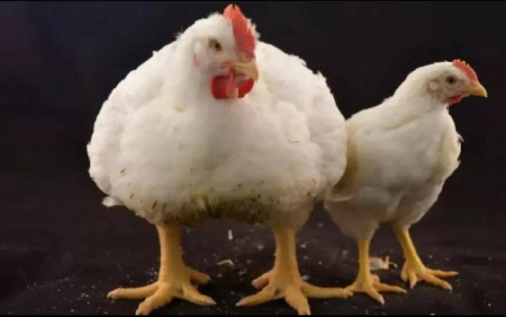 Бройлер Росс 308