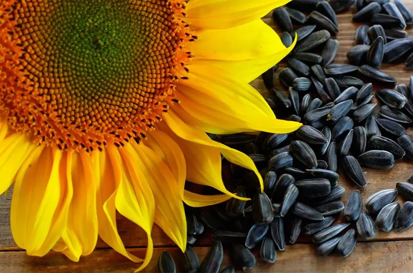 Россия ожидает рекордный урожай масличных в 2022 году